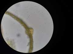 Acaulon
