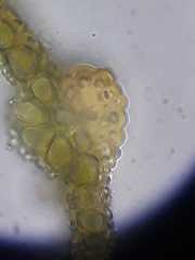 Acaulon