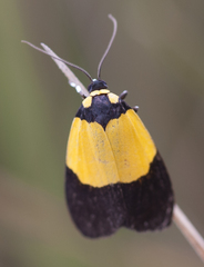 Scaptesyle bicolor