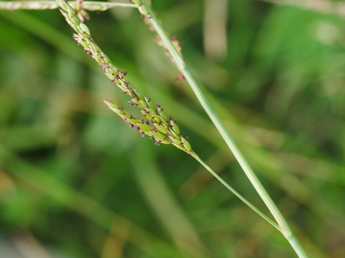 Image of Cup Grass (Eriochloa procera) by (c) Jacy Chen, some rights reserved (CC BY)