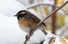 Black-Throated Accentor photo 5
