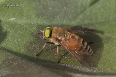 Philipomyia graeca