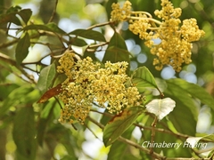 Viburnum arboricolum