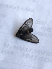 Psichotoe duvaucelii