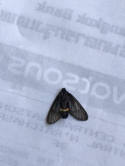 Psichotoe duvaucelii