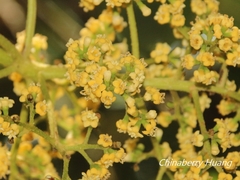Viburnum arboricolum