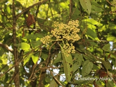 Viburnum arboricolum