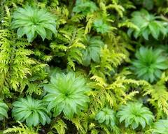 Rhodobryum