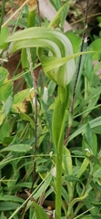 Pterostylis monticola