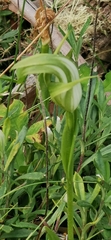 Pterostylis monticola