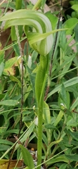 Pterostylis monticola
