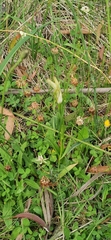 Pterostylis monticola