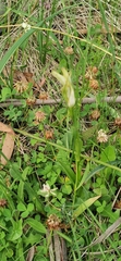 Pterostylis monticola