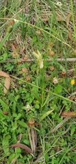 Pterostylis monticola