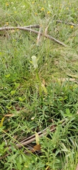 Pterostylis monticola