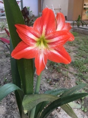 Hippeastrum vittatum