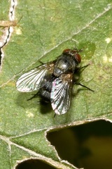 Siphonini