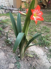 Hippeastrum vittatum