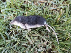 Neomys anomalus