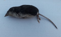 Neomys anomalus