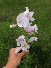 Penstemon cobaea