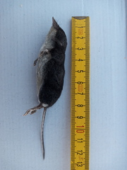Neomys anomalus
