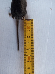 Neomys anomalus
