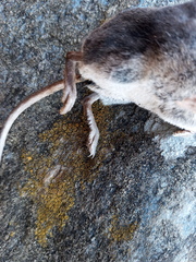Neomys anomalus