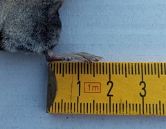 Neomys anomalus