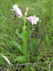 Penstemon cobaea