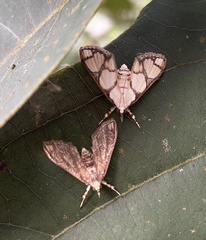 Cirrhochrista kosemponialis