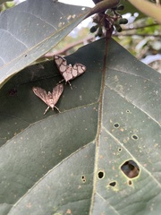 Cirrhochrista kosemponialis