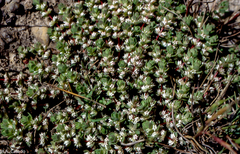 Illecebrum verticillatum