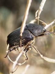 Protaetia morio