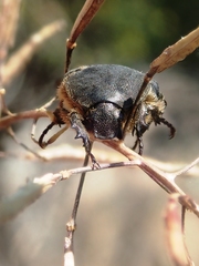 Protaetia morio