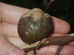 Apiomorpha variabilis