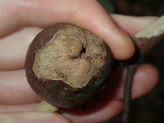 Apiomorpha variabilis