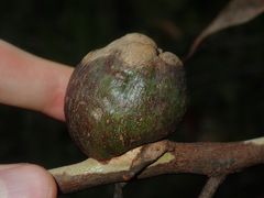 Apiomorpha variabilis