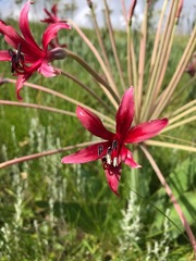 Brunsvigia undulata
