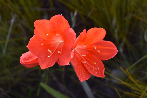 Cyrtanthus elatus