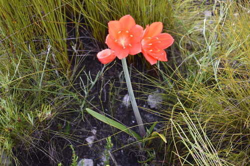 Cyrtanthus elatus
