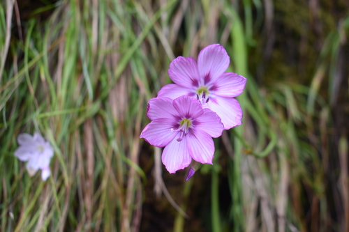 Eastern Satin (Geissorhiza outeniquensis)
