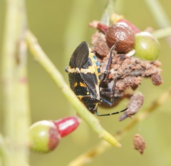 Aplerotus maculatus