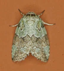 Afrida ydatodes