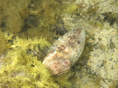 Sepia apama