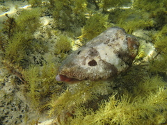 Sepia apama