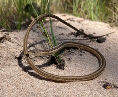 Cape Snake Lizard photo 2