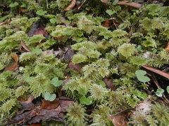 Hypnodendraceae