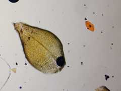 Acaulon mediterraneum