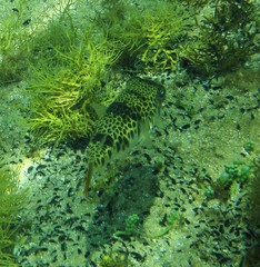 Tetractenos glaber